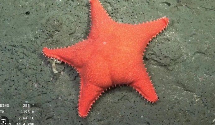 La exploración se iniciará este martes en mares patagónicos.