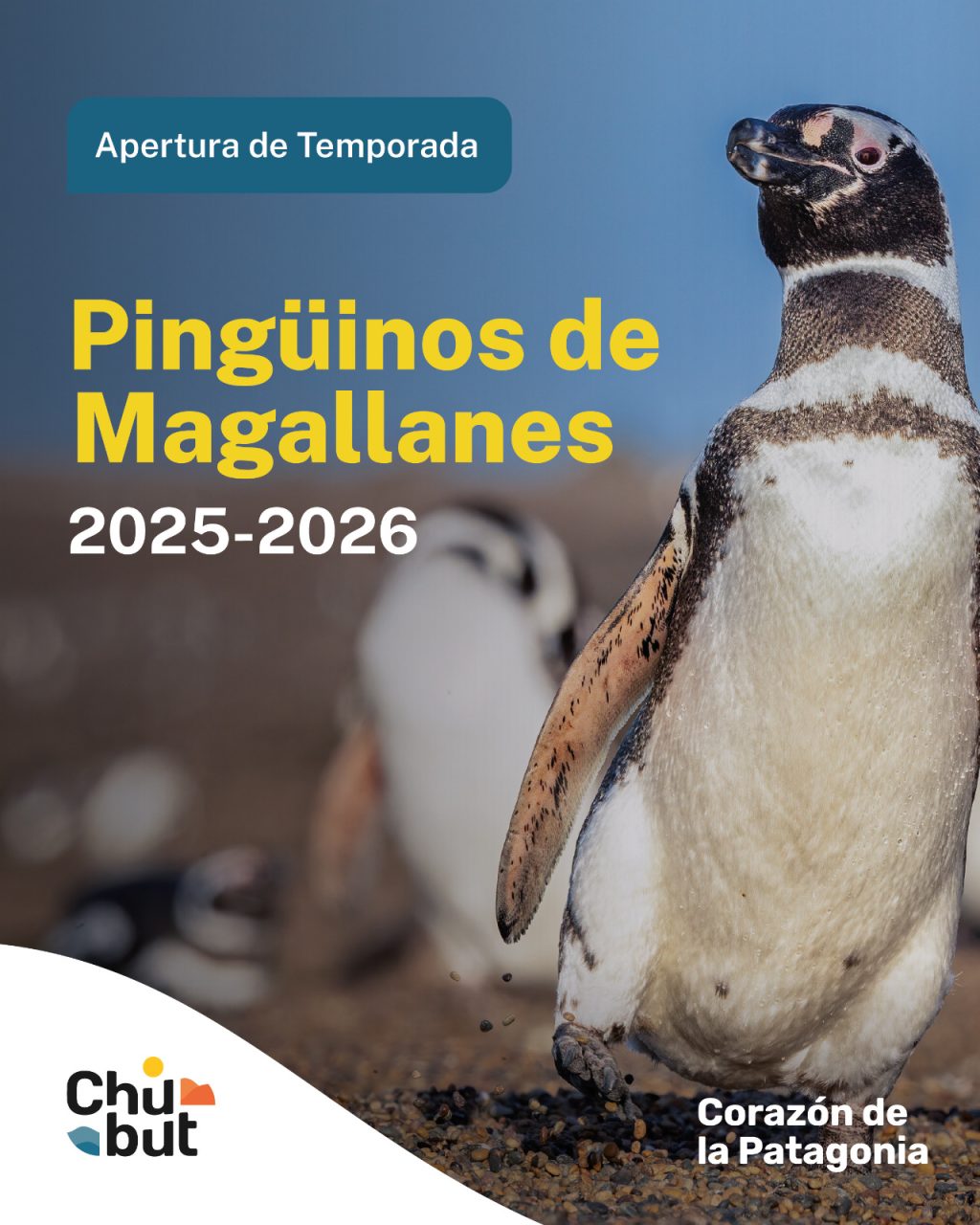 Chubut recibe a los pingüinos de Magallanes en Punta Tombo.